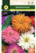 Mascarell Semillas, ZINIA FLOR DE CACTUS, Semillas Flores Exterior para Decoración, 2 Gramos