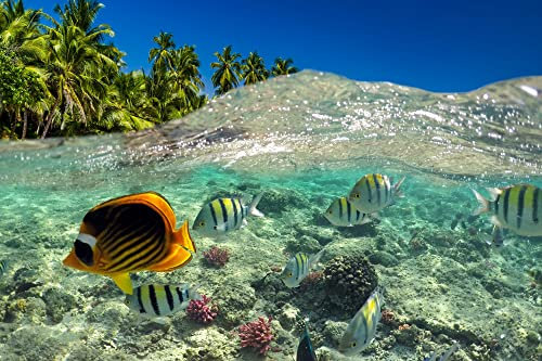 VLIES Fototapete-UNTERWASSER-(PF5461)-Fische Korallen Tiefsee Südsee Tropen Aquarium Tauchen Scuba Karibik Wandbild Wandtattoo Poster Dekoration