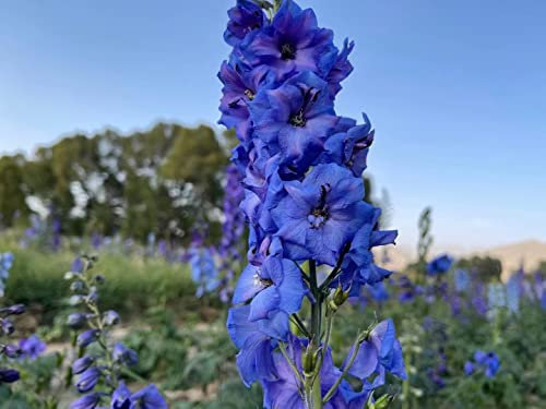NO-GMO 80 Seeds, Delphinium Giant Larkspur Mix Seeds Heirloom Seeds