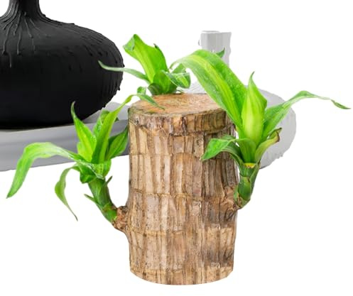 shpuuyy Madera Brasileña, Planta De Madera Brasileña Trae, Árbol En Maceta Purificador De Aire para Interior Y Exterior