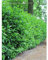 Kirschlorbeer Lorbeerkirsche Novita 120-140 cm. 18 Heckenpflanzen. Immergrün