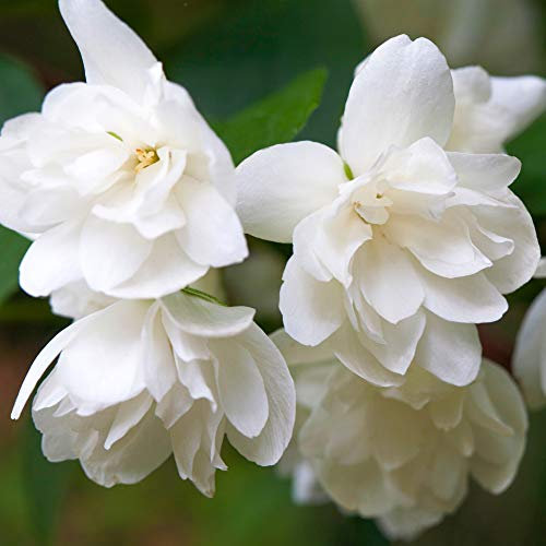 Philadelphus Snowbelle Gartenjasmin Scheinorange Strauch Sommergrün Gartenpflanze im 9 cm Topf