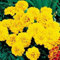 50 graines de calendula - Or annuel Aurora Français
