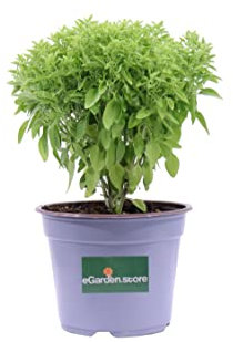 Pianta di Basilico Pianta di Ocimum pianta aromatica pianta di Basilico diverse varietà pianta da esterno pianta ornamerntale pianta vera venduta da eGarden.store (Basilico Greco - Ocimum Minimum)