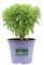Pianta di Basilico Pianta di Ocimum pianta aromatica pianta di Basilico diverse varietà pianta da esterno pianta ornamerntale pianta vera venduta da eGarden.store (Basilico Greco - Ocimum Minimum)