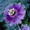Passionsblume Pflanze Samen Blumen Deko Kletterpflanzen Winterhart Passionsblume Pflanze Blumensamen Balkon Passiflora Exotische Pflanzen Gartenpflanzen 100 StüCke