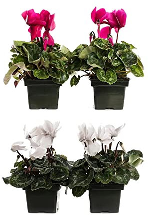 Flores de Invierno - Pack 4 Cyclamen - Violetas de los Alpes
