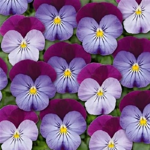 Helza Stiefmütterchen Twixini Blue, Blau, Holländische Veilchen, 200 stück, Blumensamen für Garten und Balkon, Pflanzensamen, Saatgut von Kulturpflanzen