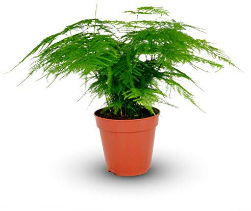 Planta de interior de espárragos plumosus en maceta de 12 cm, helecho espárragos