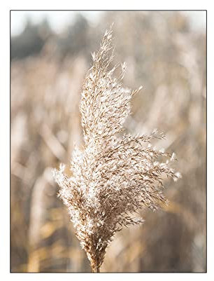 ABCWARRT Nordic Beach Landschaft Natürliches Heu Poster Wandkunst Leinwand Malerei Muschel Dekoration Bilder Für Wohnzimmer Wohnkultur (20 * 30cm Kein Rahmen,2)