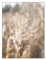 ABCWARRT Nordic Beach Landschaft Natürliches Heu Poster Wandkunst Leinwand Malerei Muschel Dekoration Bilder Für Wohnzimmer Wohnkultur (20 * 30cm Kein Rahmen,2)