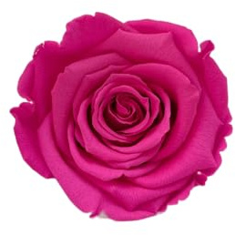Vandas Rosa Stabilizzata – Confezione 6 Pezzi | Rosa Eterna Naturale | Lunga Durata | Ideale per Decorazioni e Regali | Origine Olanda (Fucsia)