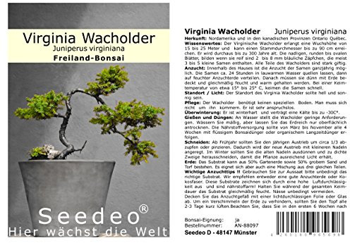 Seedeo® Virginia Wacholder (Juniperus virginiana) Bonsai 25 Samen