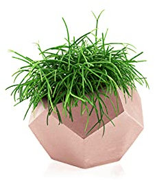 Macetero Rhipsalis Cassutha Cuadrado de oro rosa de 12 cm de diámetro y 15 cm de alto