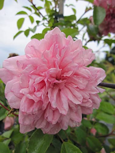 Rosa Paul Noel - Kletterrose Paul Noel