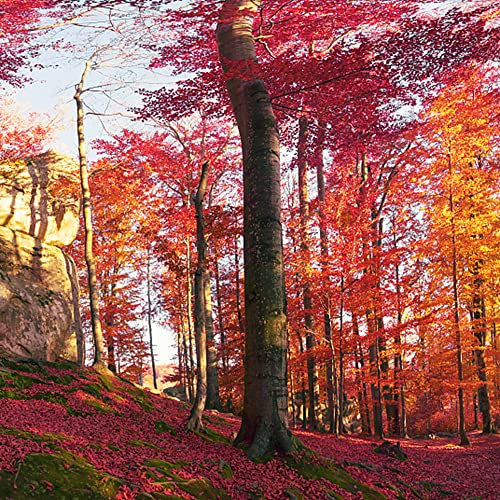 Fagus Sylvatica - Pianta di faggio - Stabile e durevole: faggio bonsai come punto culminante nel tuo giardino, da giardino, semi di piante da appartamento esotiche 30 Pezzi