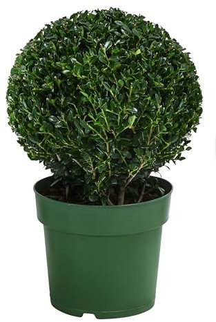 Dehner Japanische Stechpalme, Ilex crenata, Kugel-förmig, immergrün, 15-20 cm exkl. Pflanztopf, 2 l Topf, Gartenpflanze