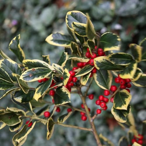 Plant Theory Golden King Holly Ilex x Altaclerensis Shrub Plant 2L Pot
