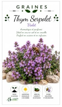 50 Graines de fleurs rampantes thym rampant serpolet - vivace Couvre - sol fleur massif bordure