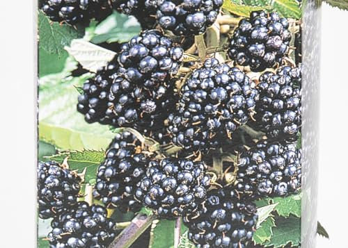 Lincolnshire Fruits BlackBerry Rubus(thornless) 9 cm Potted, Perfect for Garden patios.