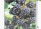 Lincolnshire Fruits BlackBerry Rubus(thornless) 9 cm Potted, Perfect for Garden patios.
