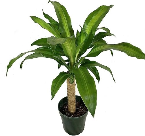 Dracaena Fragans Natural el Árbol de la Suerte en una Planta de Interior