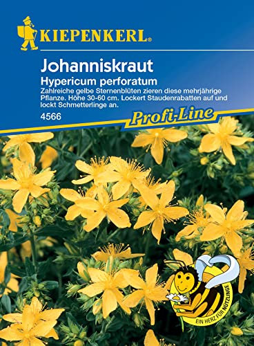 Kiepenkerl 4566 Echtes Johanniskraut, wegen seinem Einsatz in der Homöopathie sehr bekannt und beliebt, Höhe von 30-60 cm, mehrjährige Blühstaude
