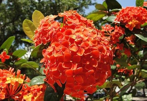 Ponak Neue Hortensie Blumensamen 100 Stück Orange