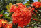 Ponak Neue Hortensie Blumensamen 100 Stück Orange
