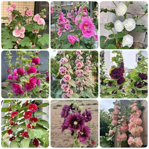 800 pcs Stockrosen Samen Winterhart Mehrjährig, balkon deko blumenwiese samen mehrjährig winterhart Stockrosen Pflanzen Kaufen, geschenke für gärtner, balkon pflanzen winterfeste pflanzen