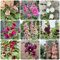 800 pcs Stockrosen Samen Winterhart Mehrjährig, balkon deko blumenwiese samen mehrjährig winterhart Stockrosen Pflanzen Kaufen, geschenke für gärtner, balkon pflanzen winterfeste pflanzen