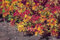 Sedum floriferum 100 Graines Orpin - plante vivace