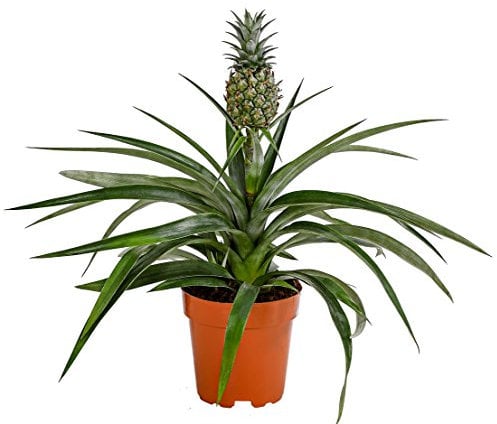 Dehner Ananas, mit essbarer Frucht, ca. 30-40 cm, Ø Topf 12 cm, Zimmerpflanze