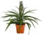 Dehner Ananas, mit essbarer Frucht, ca. 30-40 cm, Ø Topf 12 cm, Zimmerpflanze