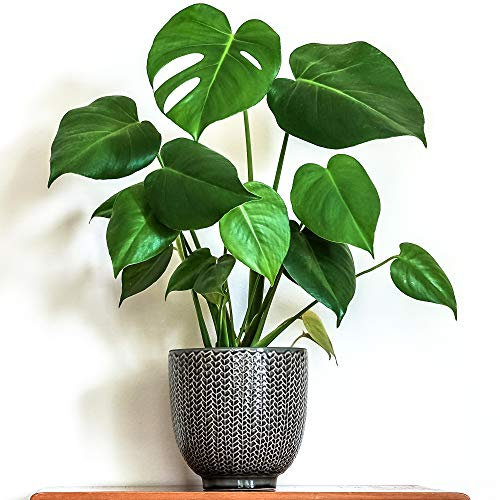 1 x Stupenda Monstera Deliciosa | 40-50cm Pianta da Interni | Pianta da Appartamento