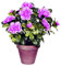 100 pcs rainbow azalea bonsai, covered tree Rododendro Azalea Iggy Azalea Fiore resembles Sakura Japanese Cherry Blooms Potte: 14: Seeds Only : Seeds Only