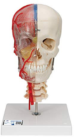 3B Scientific® BONElike™ Schädelmodell – Transparentes & Didaktisch Aufbereitetes 7-teiliges lebensgroßes Schädelmodell mit detaillierter Anatomie + 3B Smart Anatomy App