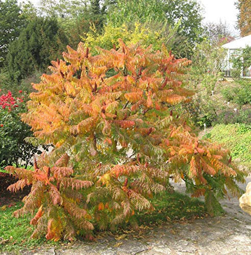 Farnwedel Essigbaum 100-125cm - Rhus typhina - lebende Gartenpflanze aus den Baumschulen