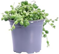 Pianta vera di Senecio Rowleyanus o Pianta del Rosario succulenta ricadente ornamentale foglie sferiche da arredo interno venduta da eGarden.store (Vaso 9 cm)