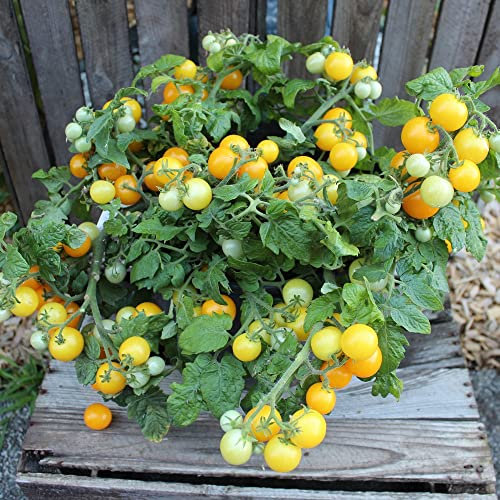samenfritze Aztek Tomatensamen für ca. 20 Pflanzen - ideal für Balkonkästen, kompakt und ertragreich