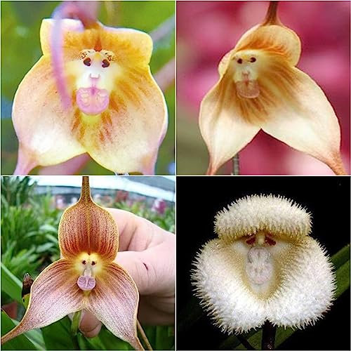 150 Stücke Affen Orchidee Samen, Affengesicht Orchidee Pflanze, Winterharte Kübelpflanzen (Dracula Simia) Wildblumenwiese, Saatgut Geschenk Flower Seeds, Winterfeste Pflanzen Für Balkon