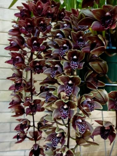 Cymbidium Bulbos, Fiori da giardino, Piante rare, Facili da coltivare, Pianta delle Orquídeas, Orquídeas bulbos, Bulbi di piante Cymbidium, Fiori ornamentali-3 Bulbos