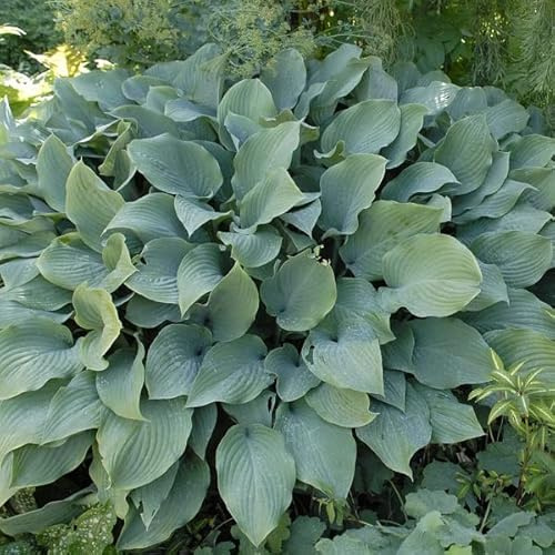 6 x Graublaue Funkie 'Regal' - Hosta 'Krossa Regal': Große, blaugraue Blätter.