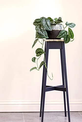 Statement Furniture Florence Tall Plant Stand. Navy Blue Wooden Plant Holder, 80cm Tall. Ready Assembled