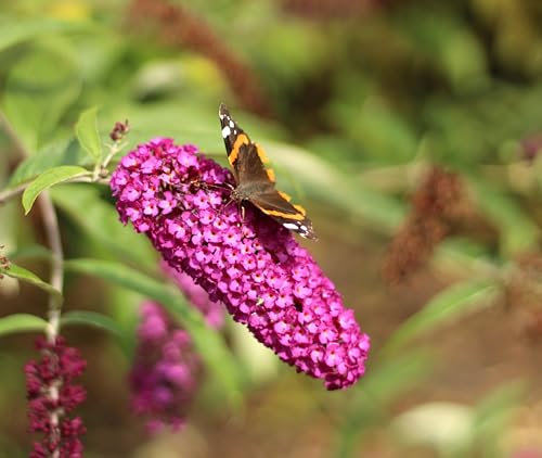Buisson à papillons « Buddleja Davidii Royal Red », lilas d'été, 40-60 cm