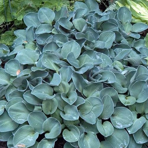 Semi di Hosta, Hosta plantaginea, Semi resistenti Hosta semi da giardino biologici 20pcs