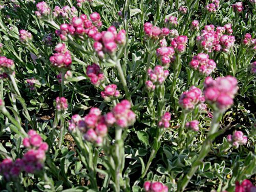 Antennaria dioica 'Rotes Wunder' - Katzenpfötchen - Staudenkulturen Wauschkuhn - Staude im 9x9cm Topf