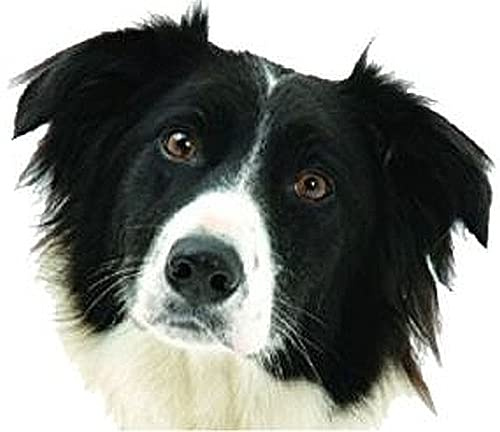 Border Collie Portrait Wunschtext Autoaufkleber Sticker Aufkleber 15 cm | Weitere Motivbegriffe: Kopf; Personalisierbar mit dem Namen des Tieres; Tierportrait für glatte Oberflächen