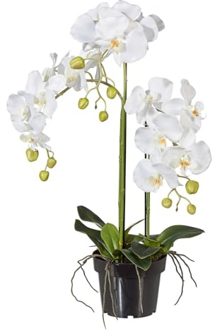 CREATIV green stilvolle Phalaenopsis Kunstorchidee 62cm in weiß I künstliche Orchideen wie echt mit weißem Kunststoff-Topf & naturgetreuen Blüten I Pflegeleichte & täuschend echte Kunstblumen