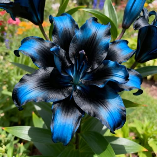 Einfach Zu Kultivierende Lilien/Winterharte mehrjährige Lilie&Tigerlilie,ausgewählte,Orientalische LilieLilienmischung,selten,frischer Duft-2Rhizome-J